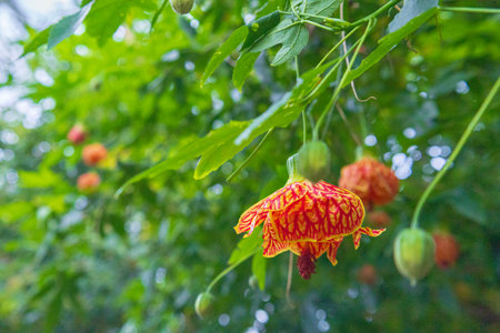 Vibrant red and yellow abutilon flower hanging from green branches with soft bokeh background, natural light, summer garden atmosphere.の写真素材