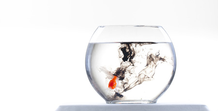 gold fish and aquarium on white backgroundの写真素材