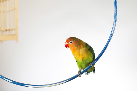 Bird and birdcageの写真素材