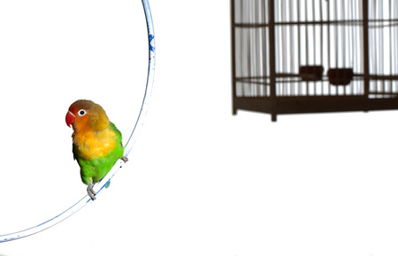 Bird and birdcageの写真素材