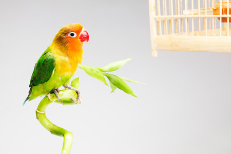 Bird and birdcageの写真素材