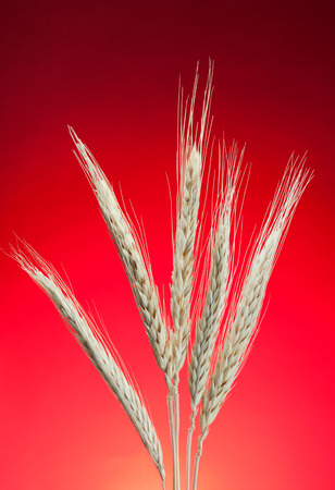 Wheat on red backgroundの写真素材