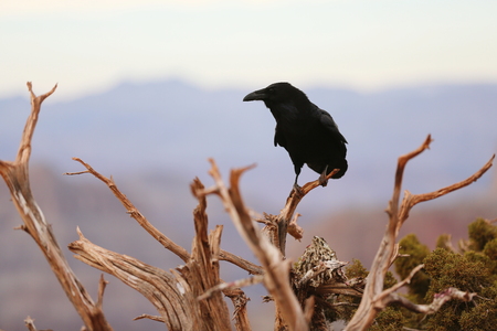 Crow Birdの写真素材
