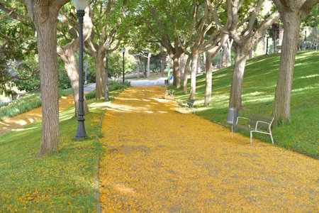 Yellow flower path in a park in Barcelona, Catalonia, Spainの写真素材