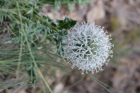 Thorny thistle flower, with green leaves, found in the mountains.の写真素材