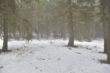 Pine forest in winter with snow on the ground and fog.の写真素材