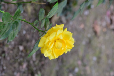 Yellow rose in the garden of a park in AlbarracÃ­nの写真素材