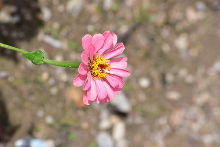Beautiful pink flower in Albarracin parkの写真素材