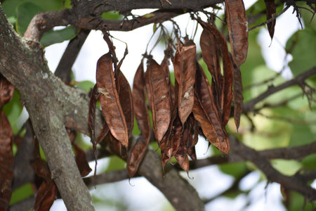 Dried leaves on the tree in the garden, Albarracin Spainの写真素材