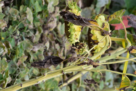 A closeup of a dry sunflower plant with a blurred backgroundの写真素材