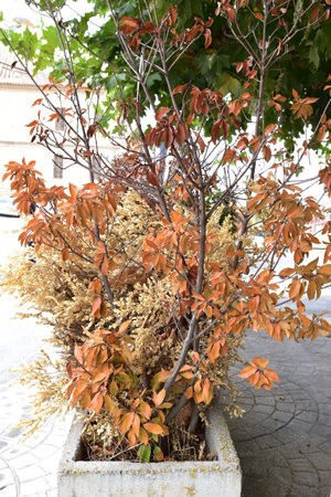 Tree with dry leaves in early autumn, Cella Spainの写真素材
