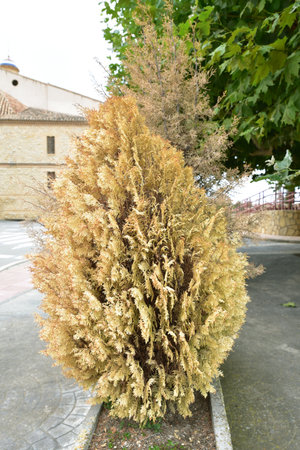 Cypress bush in the garden. Decorative coniferous tree.の写真素材