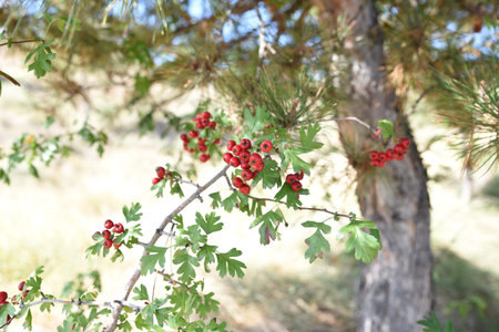 Red berries of the forest, close-up photo, Escucha Teruel, Spain