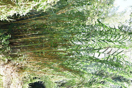 Bamboo with green and large leaves in AlcaÃ±iz, Spainの写真素材