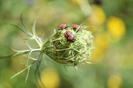 A pair of red and black striped bugs on a green plant.