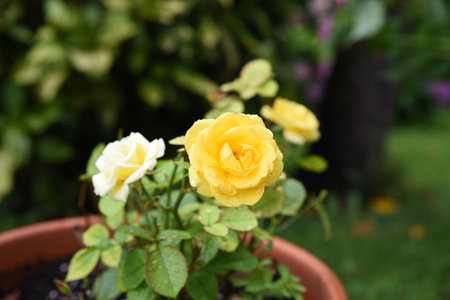 Beautiful yellow rose in flowerpot on green background, closeupの写真素材