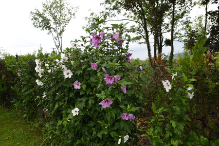 Hibiscus syriacus is a species of flowering plant. It is cultivated as an ornamental flower in many parts of the world.の写真素材