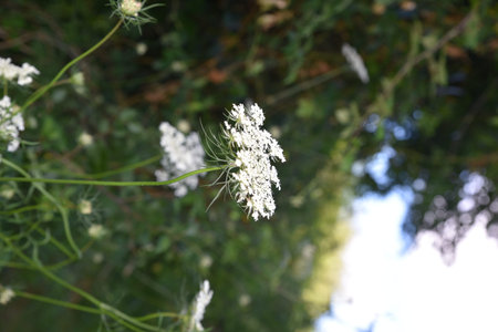 White flowers with green leaves background