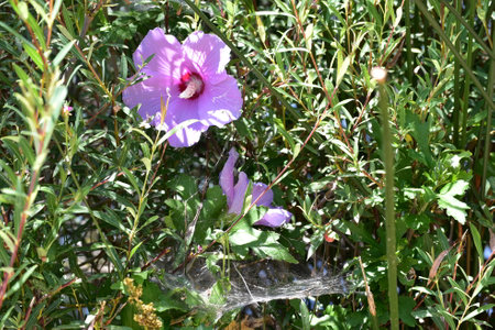 Purple hibiscus flowers in the garden with spider webの写真素材