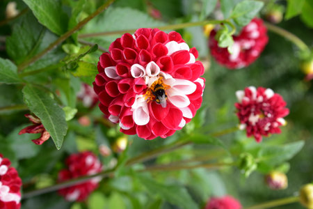 Red and white dahlia flower with bee in the garden.の写真素材