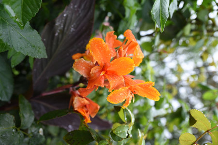 Orange flower with rain drops on green leaves background in the garden.の写真素材