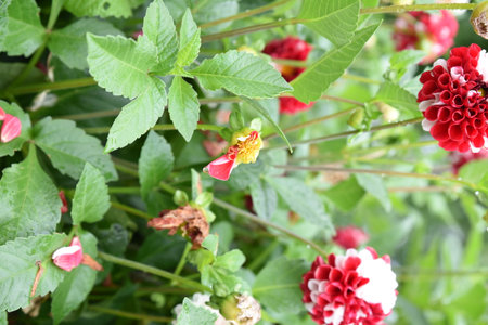 beautiful dahlia flower in the garden, closeup of photoの写真素材