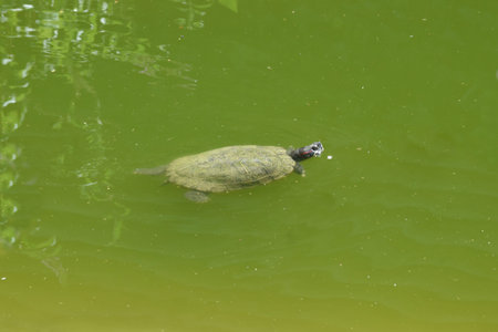 Turtle swimming in the pond with green water background, Thailand.