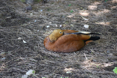Tadorna ferruginea, the rufous jar is a species of anseriform bird.の写真素材