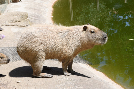 Capybara is the largest and heaviest living rodent in the world