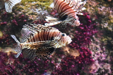 The colorado lionfish is a venomous fish native to coral reefs in the Indian Ocean.の写真素材