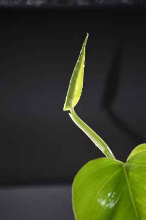 Green plant on black background, close-up. Nature concept.の写真素材