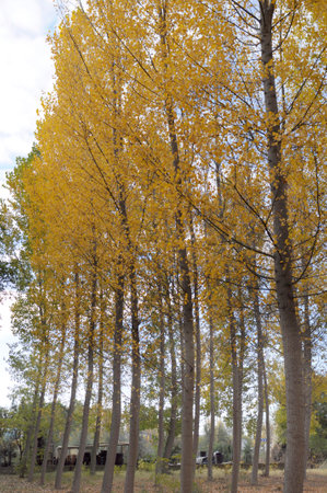 Trees with yellow leaves in autumn and stone pathの写真素材