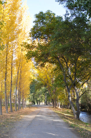 Autumn alley with yellow ginkgo trees in the city parkの写真素材