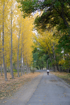 Ginkgo trees and road in autumn park, Spainの写真素材