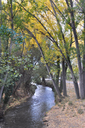 Autumn landscape with a small river and yellowed trees in the parkの写真素材
