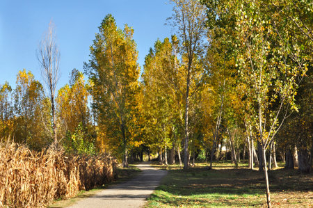 Autumnal alley in the park with yellow trees and blue skyの写真素材