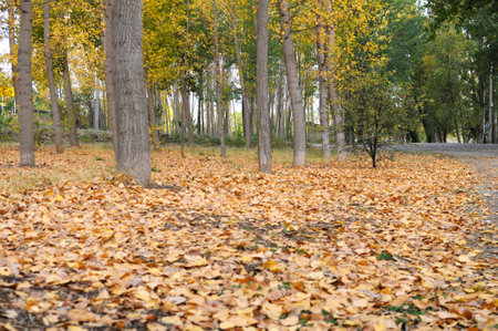 Autumn in the park. Fallen leaves in the autumn park.の写真素材