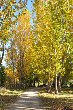 Autumn landscape with yellow trees in the park on a sunny dayの写真素材