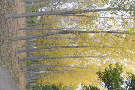 Autumn road in the park with yellow trees and green grass.の写真素材