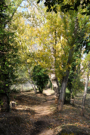 Path in the autumn forest with yellow and green leaves on trees.の写真素材