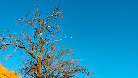 Dry tree on blue sky background, on a sunny dayの写真素材