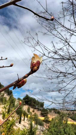 Buds on the branches of a tree in the spring garden.の写真素材