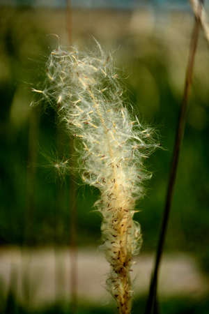 flower of grass-sidewayの写真素材
