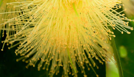 pollens of rose appleの写真素材