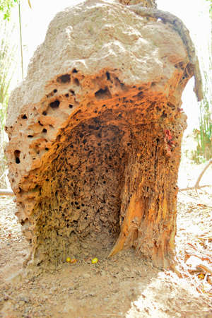 house of termite or white antsの写真素材