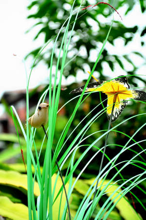 fake plastic tree - bird and yellow flowerの写真素材