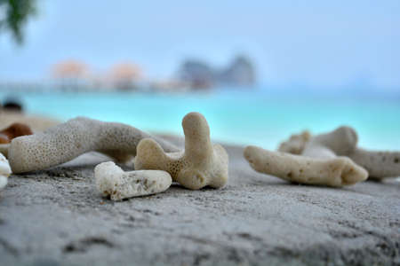 corals on the ground at koh ngai island -Trang-Thailandの写真素材