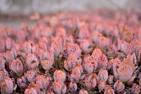 odd of flowerの写真素材