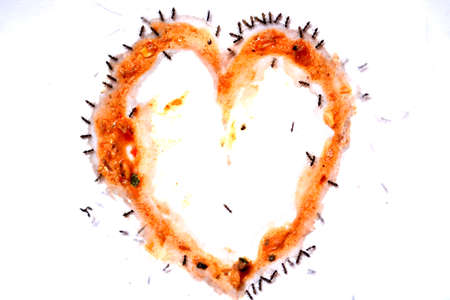 ants and a heart - art - idea and backgroundの写真素材