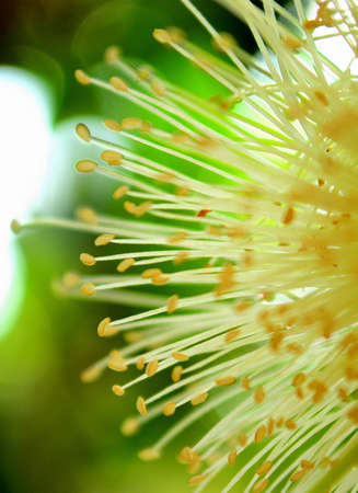 rose apple pollensの写真素材